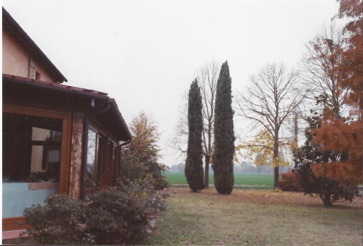 Cedrara